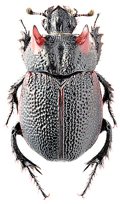 Scarabaeidae: Frickius variolosus Germain