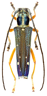 Cerambycidae: Glenea camilla Pasc.