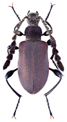 Alleculidae: Lystronichus sp.