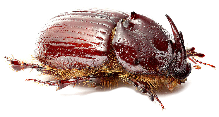 Scarabaeidae: Parallidiostoma tricornum Ocampo et Colby, 2009