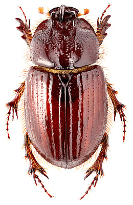 Scarabaeidae: Parallidiostoma tricornum Ocampo et Colby, 2009