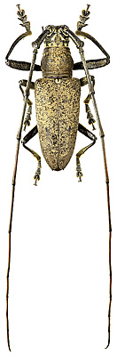 Cerambycidae: Pelargoderus malaccensis Breun.