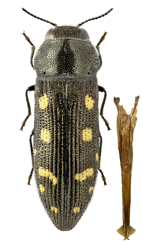 Acmaeodera (Acmaeotethya) saxicola saxicola Spinola, 1838