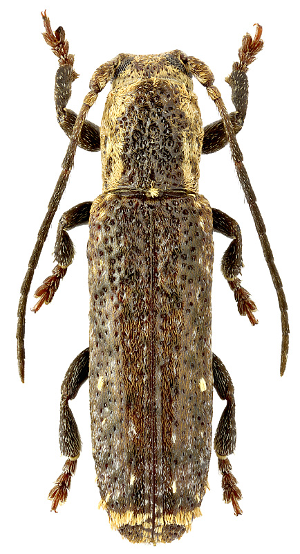Adetus inaequalis (Thomson, 1868)