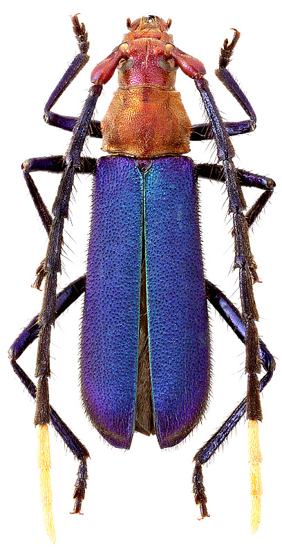 Aglaoschema cyaneum (Pascoe)