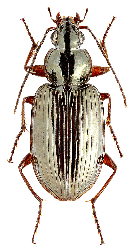 Agonum dolens (C.R. Sahlb.)