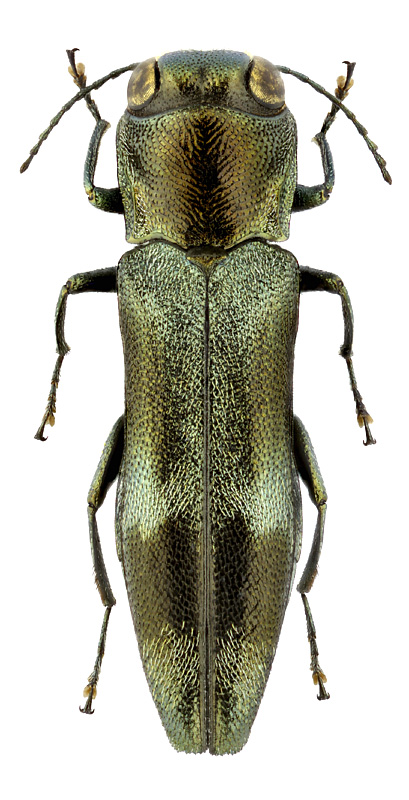 Agrilus gussakovskiji Alexeev