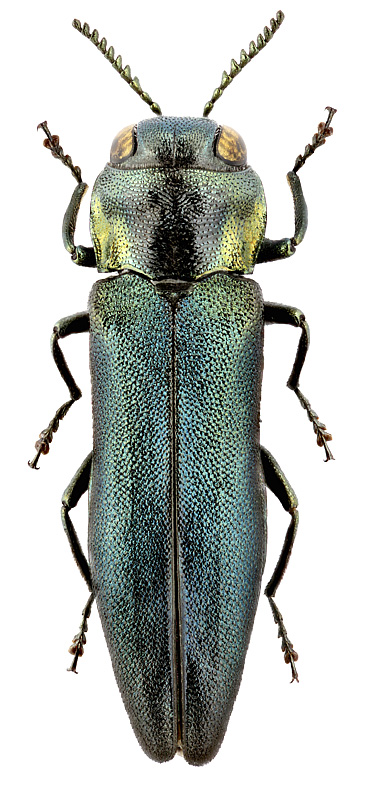 Agrilus pseudocyaneus Ksw.