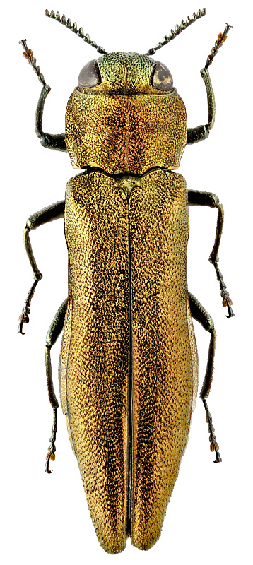 Agrilus ribesi Schaefer