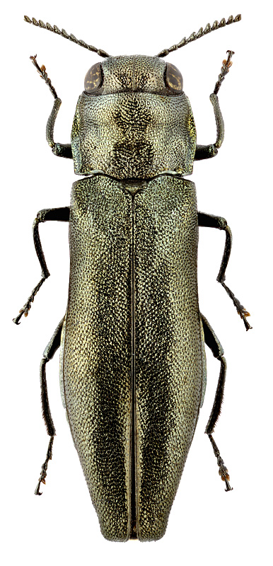 Agrilus sibiricus sibiricus Obenb.