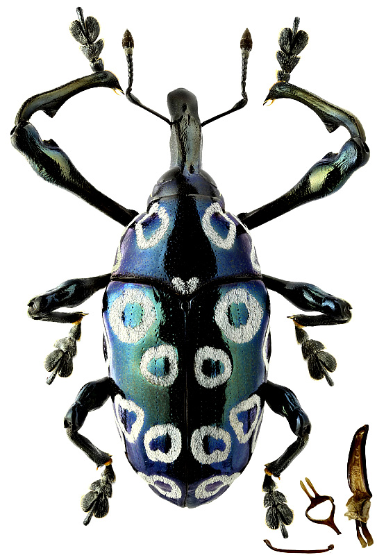 Alcidodes ocellatus (Roelofs, 1893)