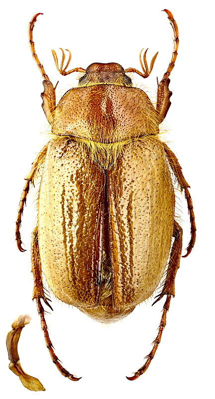 Amphimallon semenovi S.I. Medvedev, 1951