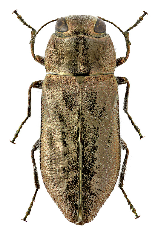 Anthaxia (s.str.) plavilscikovi Obenb., 1935