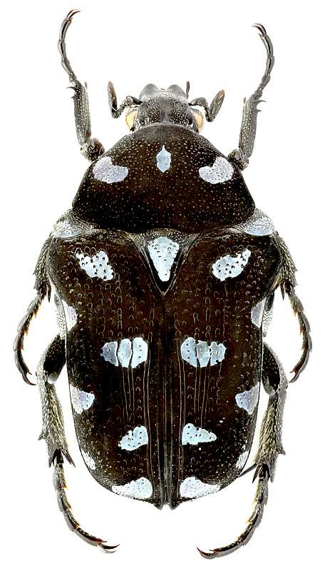 Astraea coeruleosignata Miksic, 1979