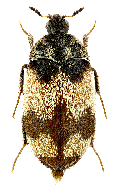 Attagenus bifasciatus (Ol.)