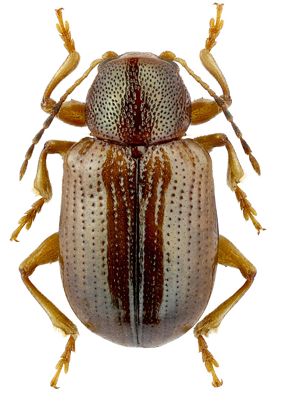 Bedelia insignis Lefevre, 1875