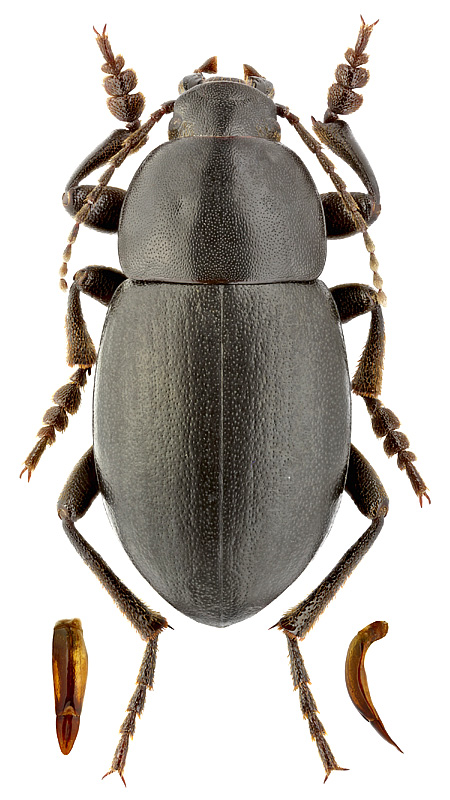 Bioramix (Platynoscelis) pamirensis Bates, 1879