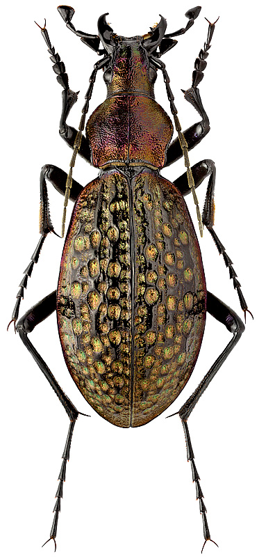 Carabus lopatini Mor.