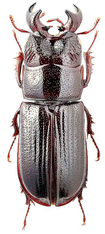 Ceruchus piceus Weber
