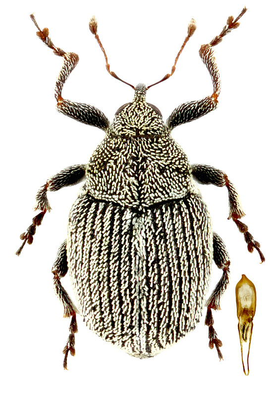 Ceutorhynchus pulvinatus Gyll.