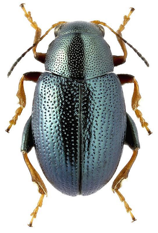 Chaetocnema grandis Pic, 1909