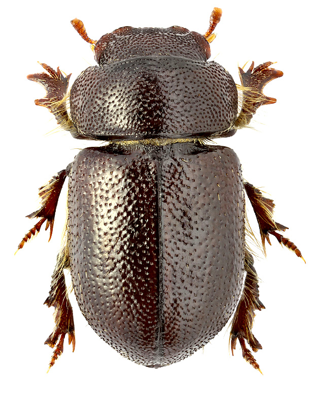 Cheirodes brevicollis Wollaston, 1864