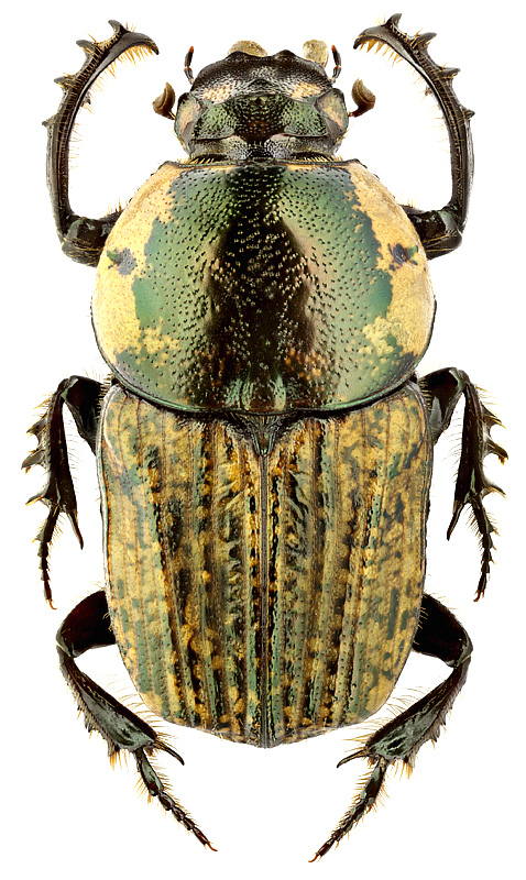 Cheironitis eumenes (Gebler, 1860)