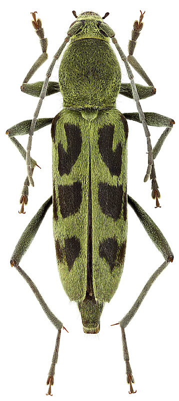 Chlorophorus simillimus (Kr.)