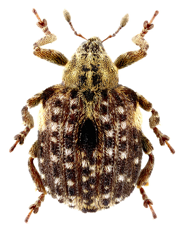 Cionus flavopunctatus Wingelmuller