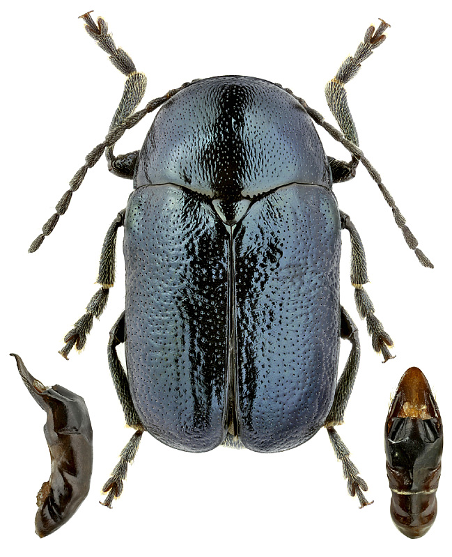Cryptocephalus duplicatus Suffr.