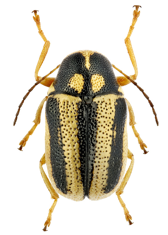 Cryptocephalus limbellus semenovi (Ws.)
