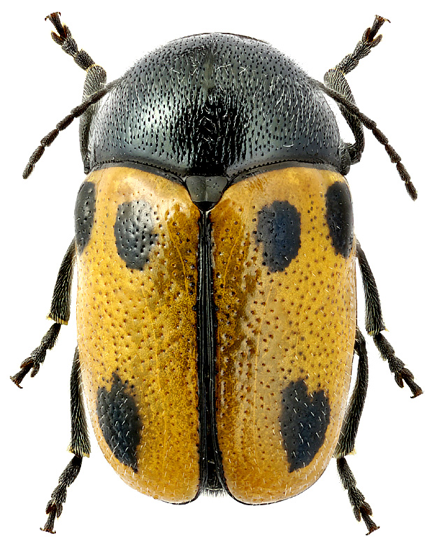 Cryptocephalus rugicollis (Ol.)