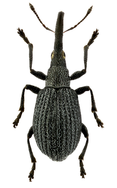 Cyanapion gyllenhali (Kirby, 1808)