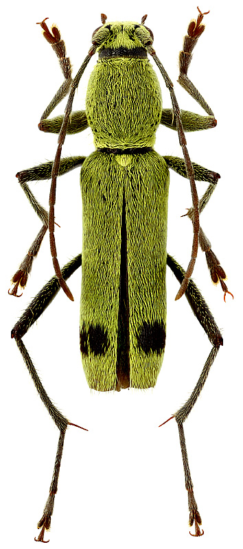 Demonax conspurcatus Holzschuh, 2009