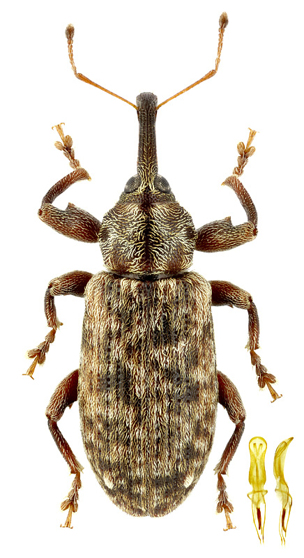 Dorytomus dejeani Faust, 1883