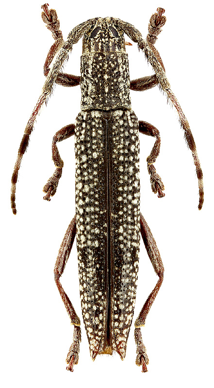 Ectatosia invitticollis Breun.