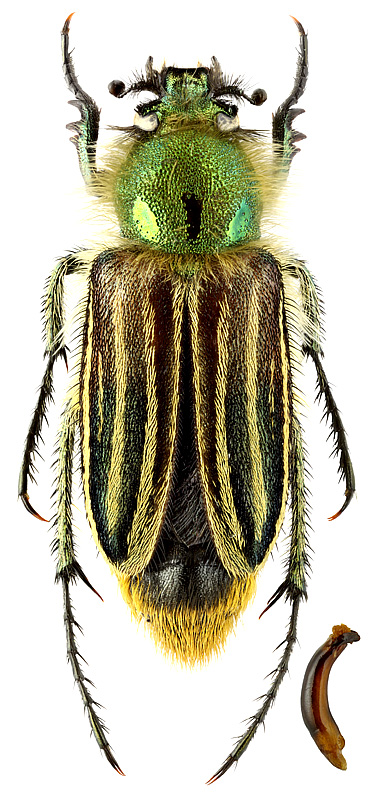 Eulasia vittata (F.)