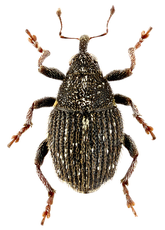 Glocianus pilosellus (Gyll.)