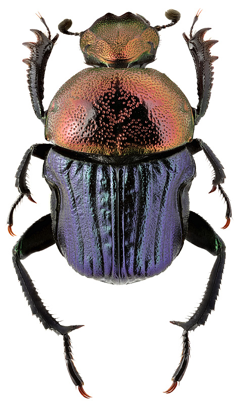 Gymnopleurus sp. 2