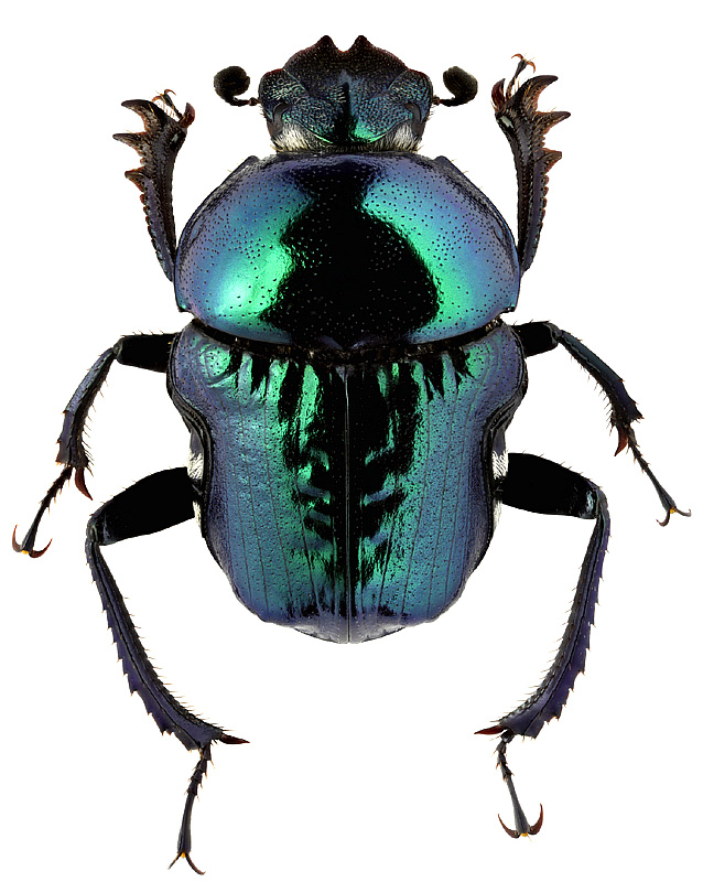 Gymnopleurus sp. 3
