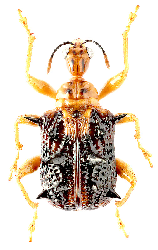 Hoplapoderus hystrix (F.)