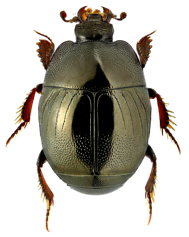 Hypocacculus rubripes (Er.)