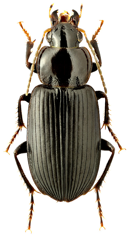 Idiomelas cf. nigripes (Reitter, 1894)