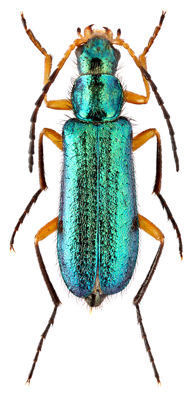 Lobonyx turkestanicus (Kraatz, 1882)