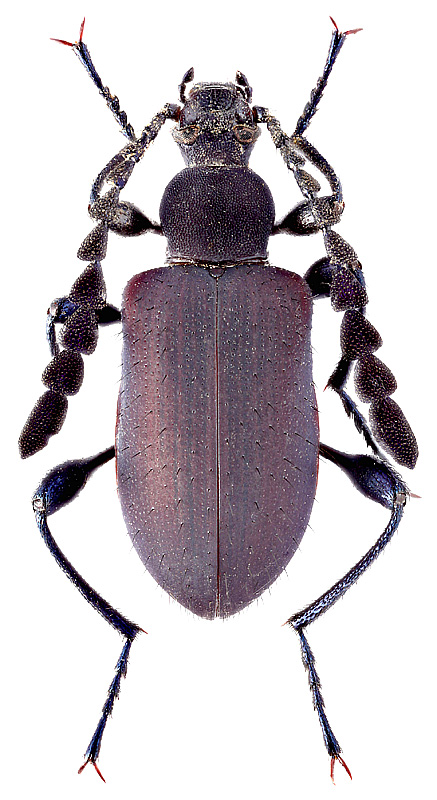 Lystronichus sp.