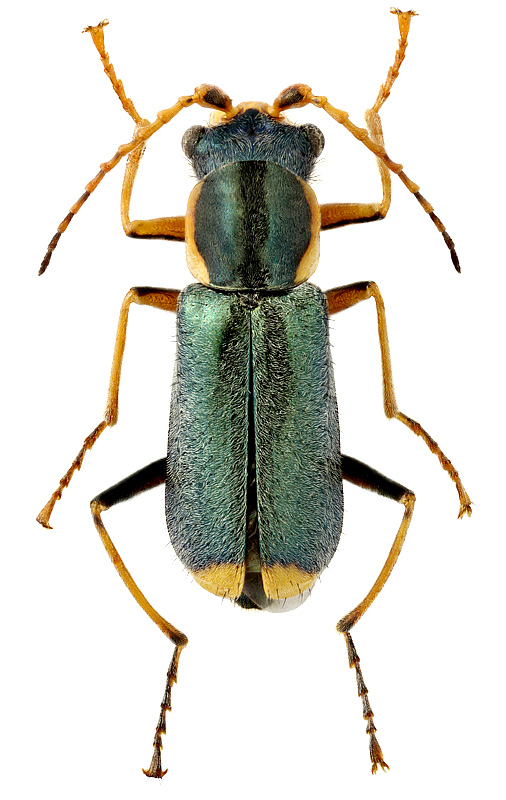 Malachius prolongatus Motschulsky, 1866