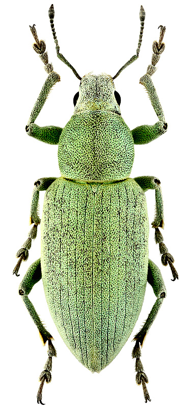 Megamecus (Hypesamus) viridans (Ménétriés, 1849)