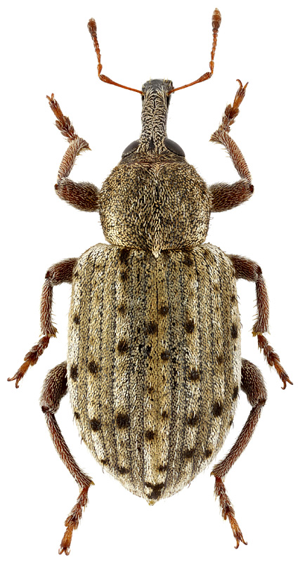 Metadonus distinguendus (Boheman, 1842)