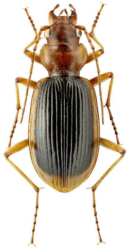 Nebria psammophila Solsky, 1874