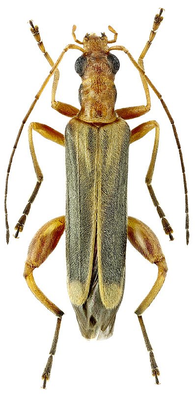 Oedemera natolica (Reiche, 1862)